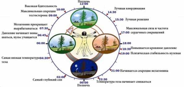 Циркадные ритмы картинка